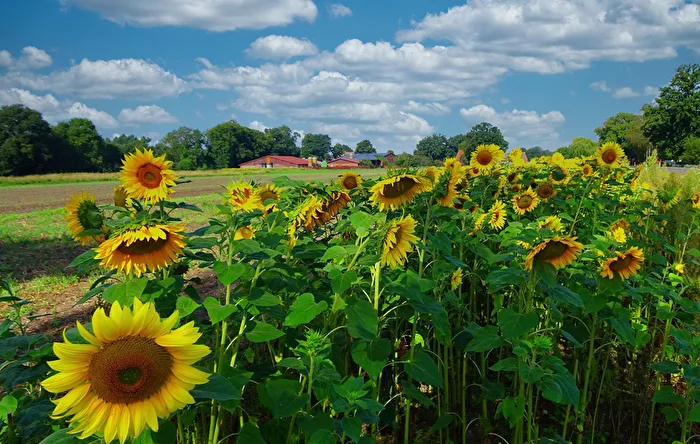 Sonnenblumenland