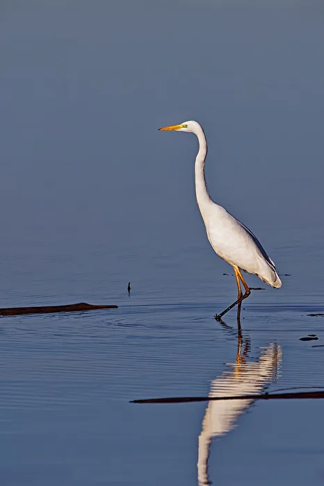 Great Egret