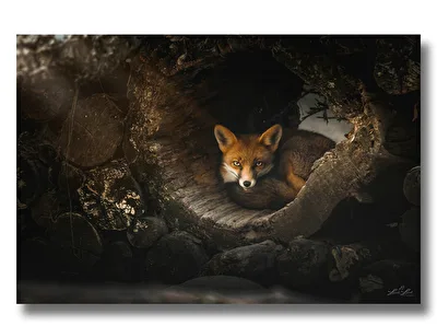 Im Versteck