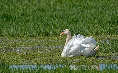 Höckerschwan (Cygnus olor)