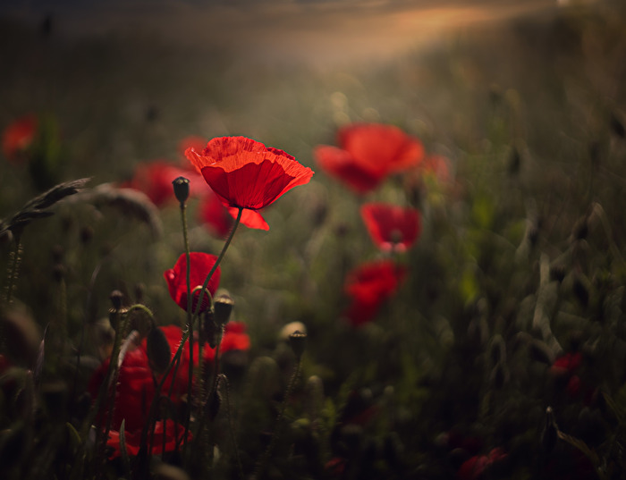 Roter Mohn
