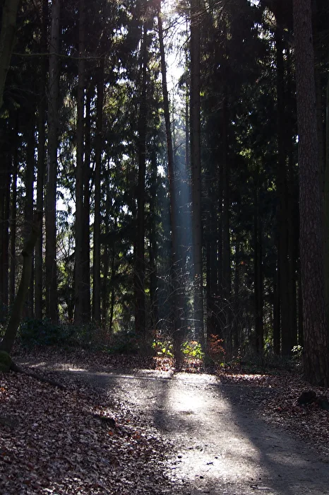 Lichtblick