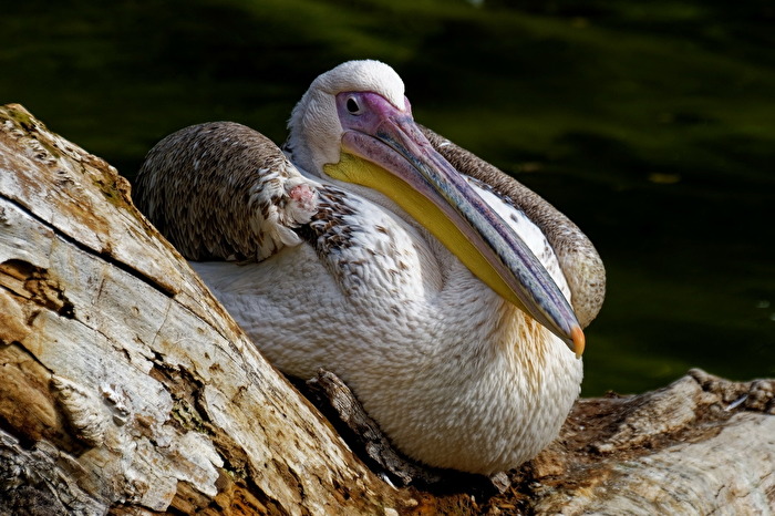 Pelikan