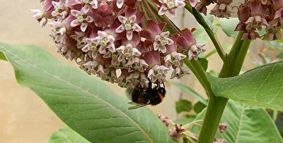 Hummel