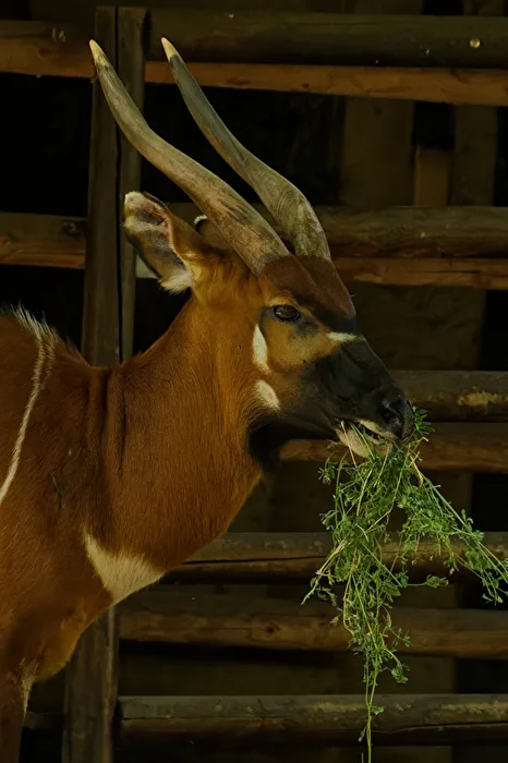 Bongo