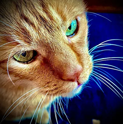 Garfield