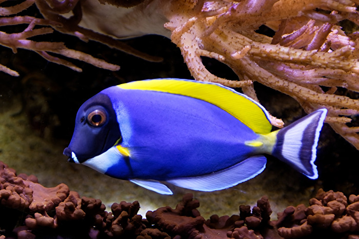 Meerwasserfisch