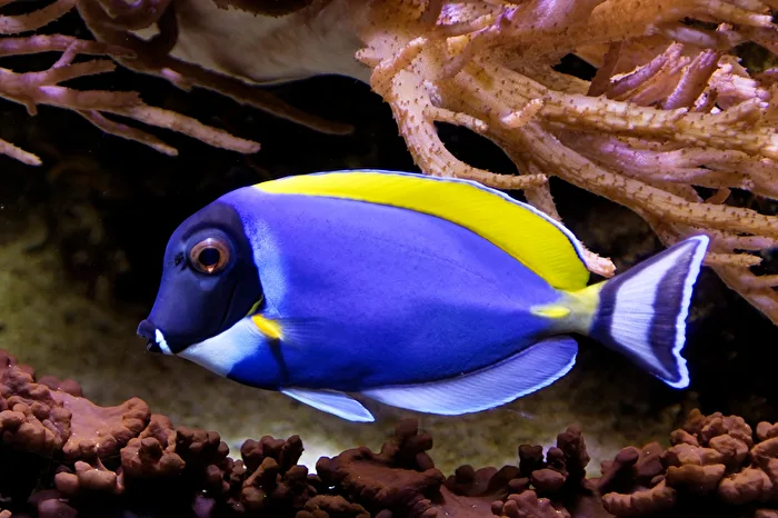 Meerwasserfisch