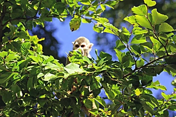 Squirrel Monkey