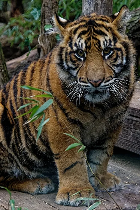 young tiger