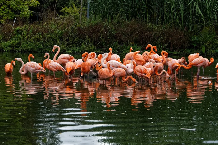 Flamingos