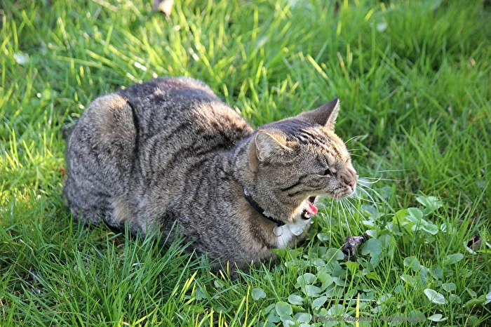 Gatto a caccia di topi