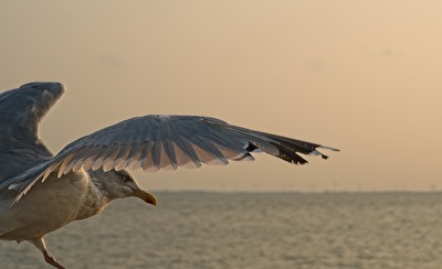 Möwe im Abflug