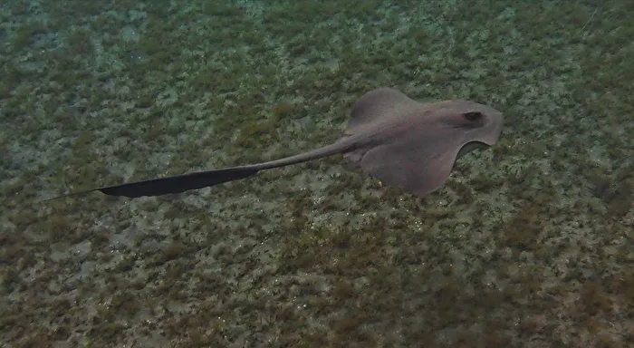 Feather-tail Stingray