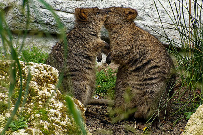 Baumkänguru