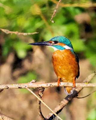 Eisvogel