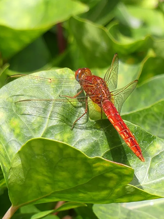 Dragonfly