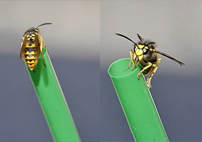 Balanceakt