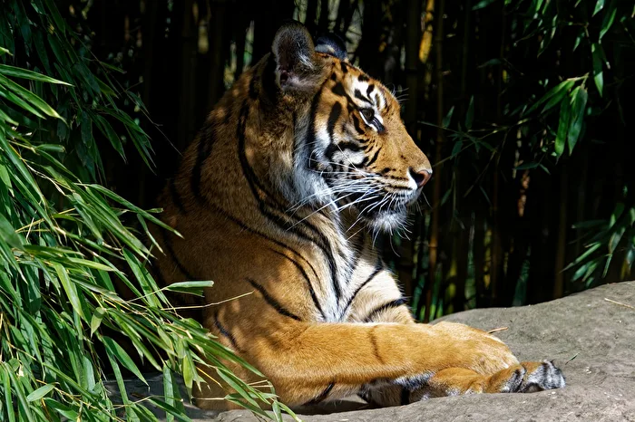 young tiger