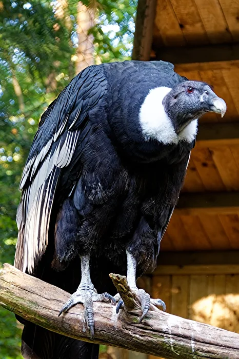 Memorial Condor