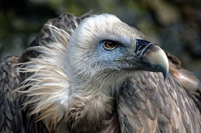 Gänsegeier