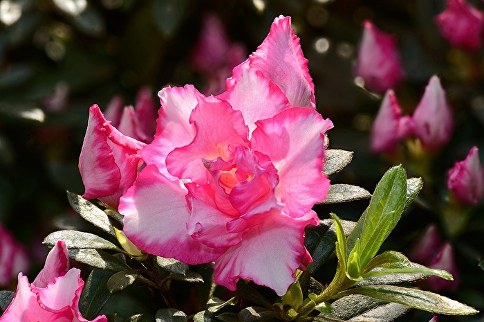 Durchleuchtete Azalee