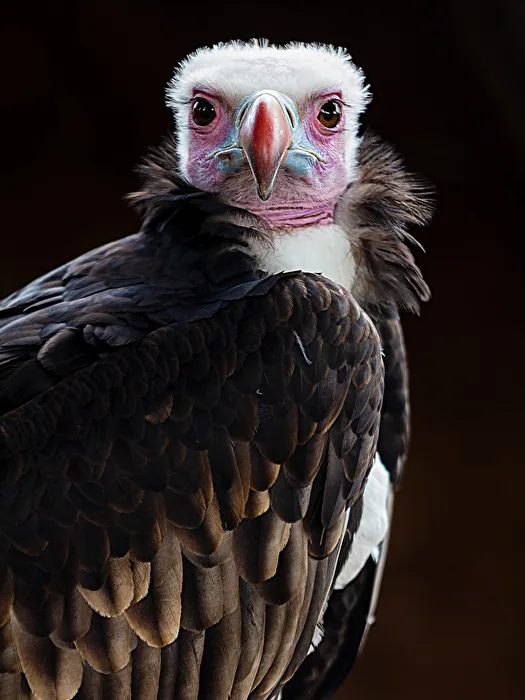 Bird of Prey
