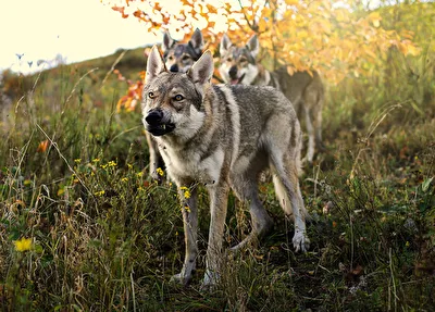 Don´t mess with my pack