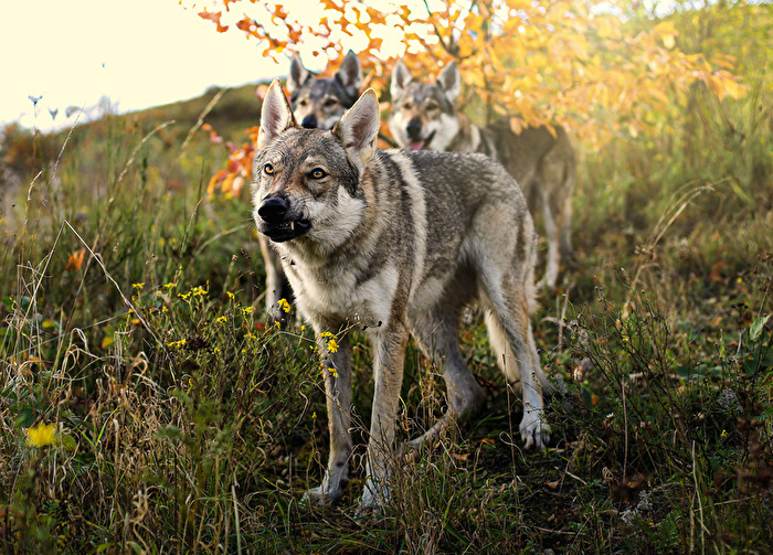 Don´t mess with my pack