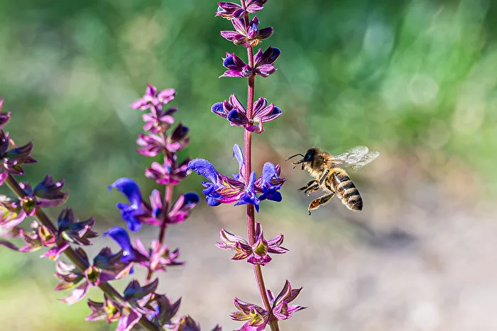 Anflug an Lavendel
