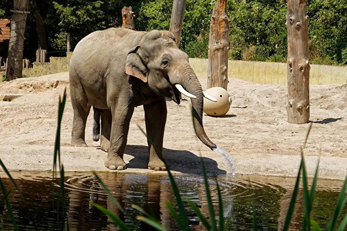 Elefant