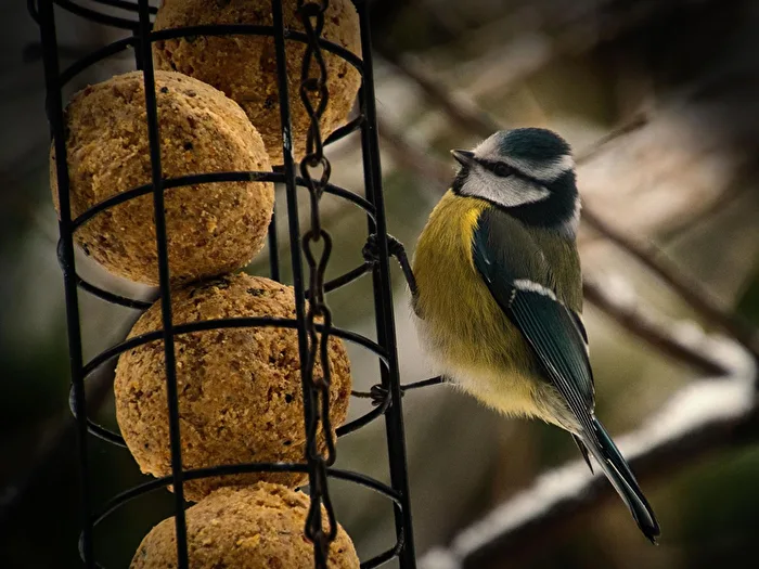Bird Feeding