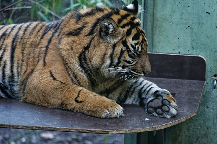 junger Tiger