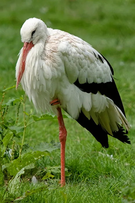 Stork