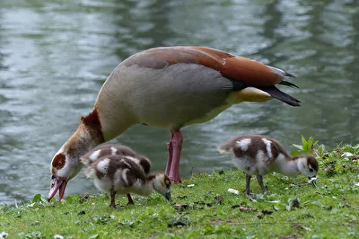 Nilgans mit Nachwuchs