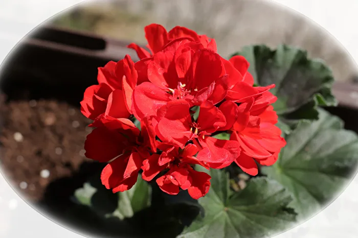Geranienblüte