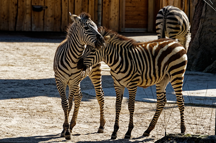 Zebras