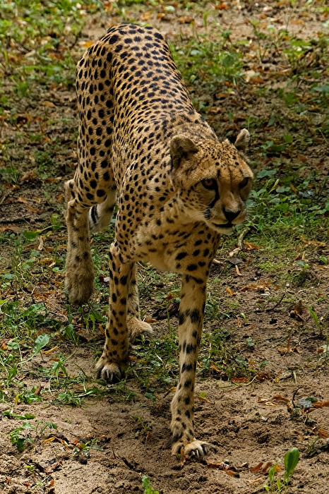 Gepard