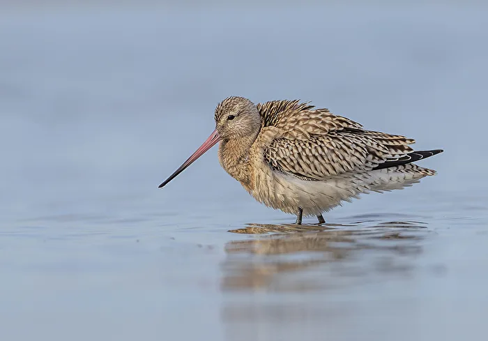 Marsh snipe