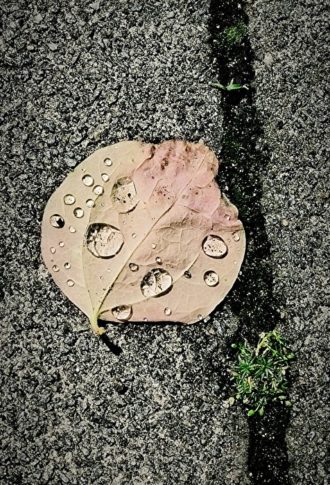 Like tiny tears