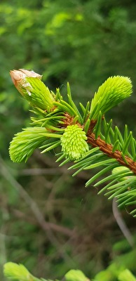 ...es grünt so grün...