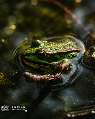 Frosch im see
