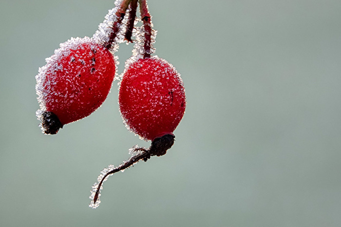 Der erste Frost