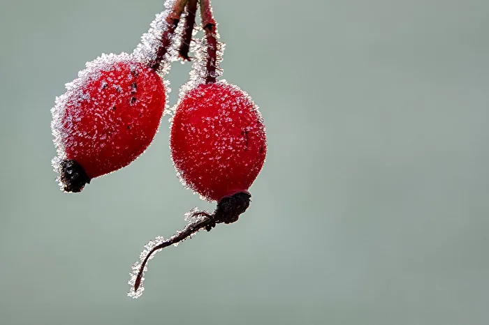The First Frost