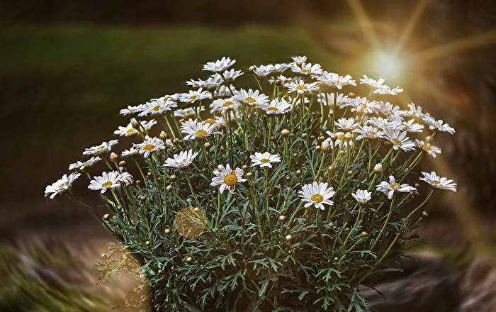 Daisies