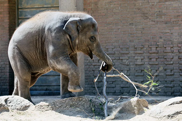 Young Elephant