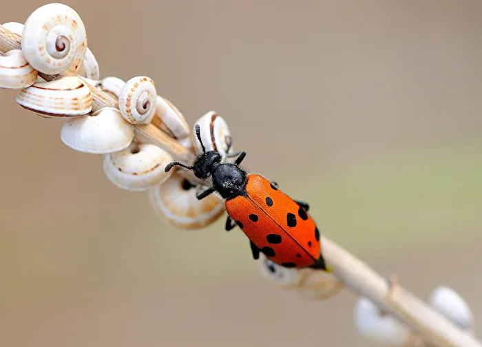 Vierpunktiger Ölkäfer - Mylabris hieracii quadripunctata