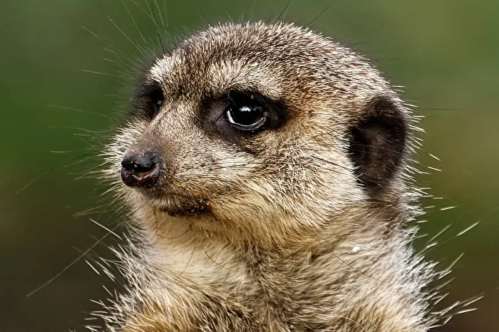 Meerkat