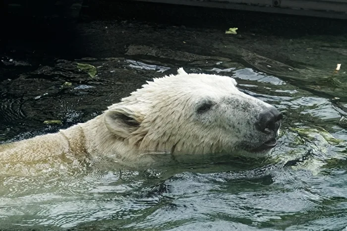 Orso polare