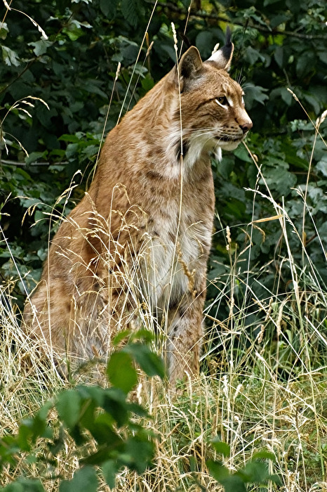 Luchs